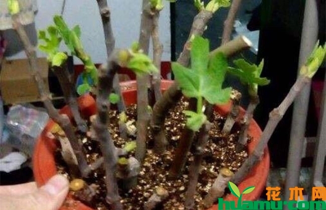 无花果树苗多少钱?家里可以种无花果吗? 无花果树苗多少钱?家里可以种无花果吗?