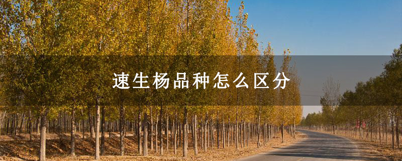 速生杨品种怎么区分