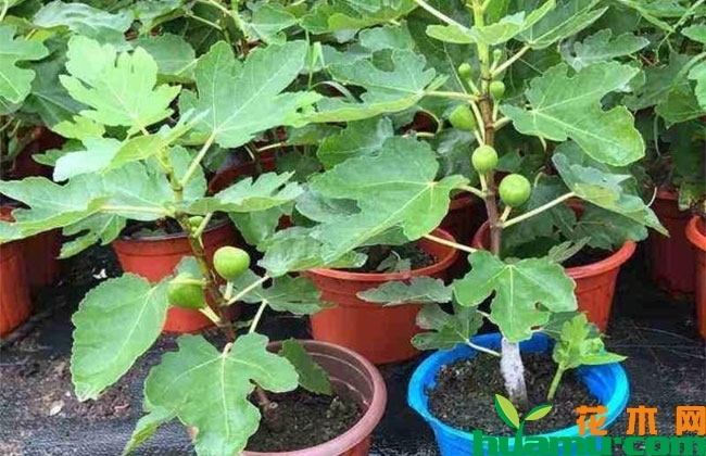 无花果树苗多少钱?家里可以种无花果吗? 无花果树苗多少钱?家里可以种无花果吗?