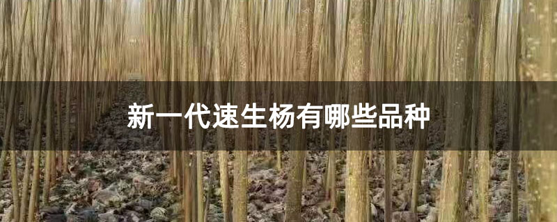 新一代速生杨有哪些品种 新一代速生杨有哪些品种
