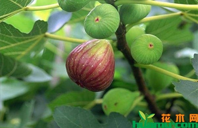 无花果树苗多少钱?家里可以种无花果吗? 无花果树苗多少钱?家里可以种无花果吗?