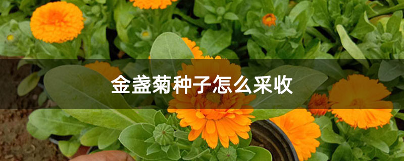 金盏菊种子怎么采收