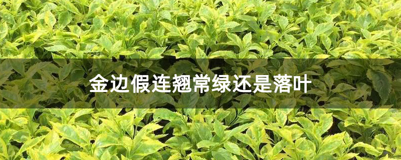 金边假连翘常绿还是落叶