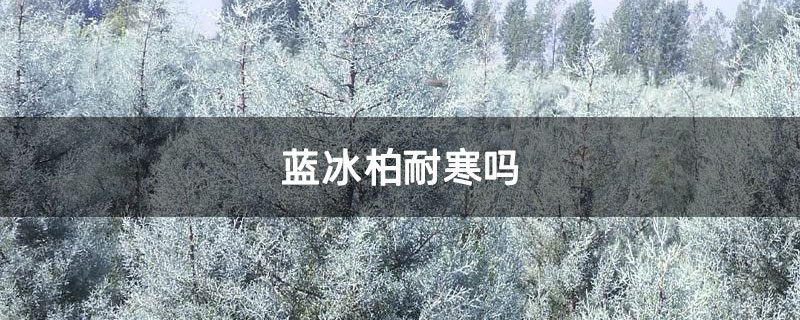 蓝冰柏耐寒吗