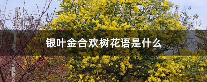 银叶金合欢树花语是什么