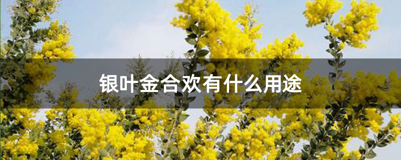 银叶金合欢有什么用途