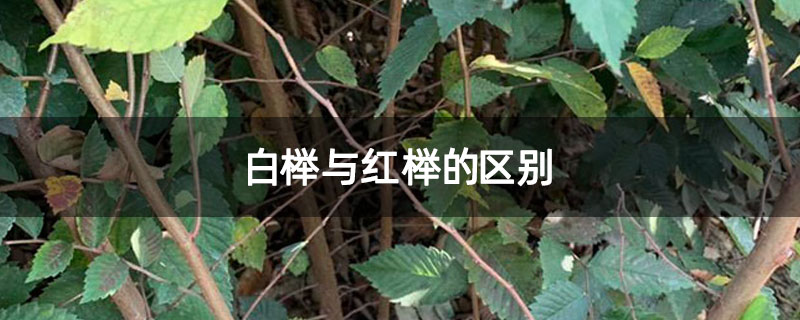 白榉与红榉的区别