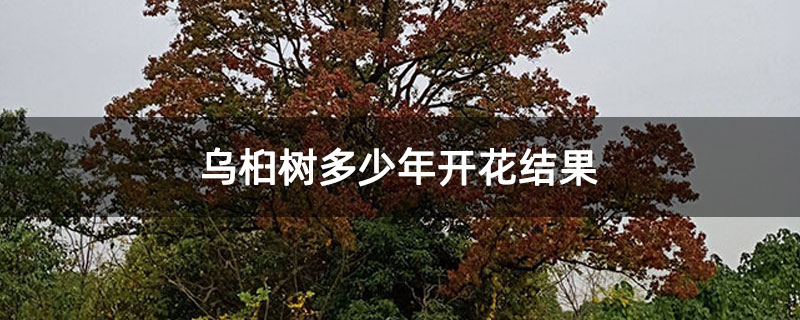 乌桕树多少年开花结果