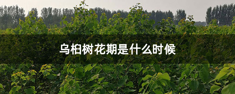 乌桕树花期是什么时候
