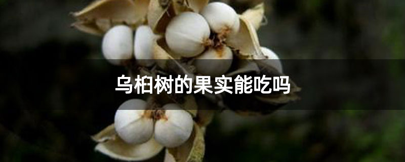 乌桕树的果实能吃吗