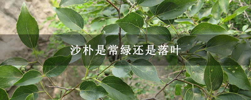 沙朴是常绿还是落叶