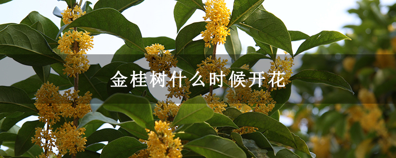 金桂树什么时候开花