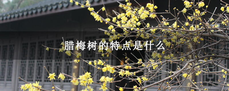 腊梅树的特点是什么
