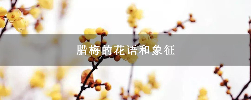 腊梅的花语和象征