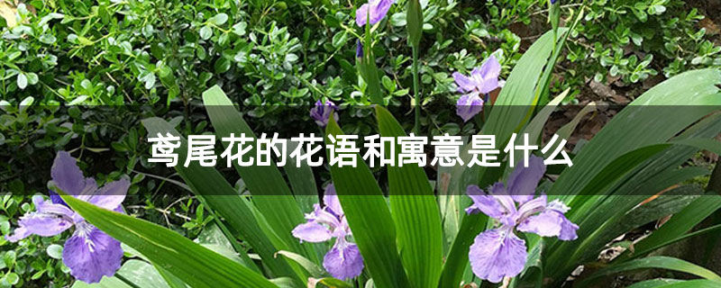 鸢尾花的花语和寓意是什么