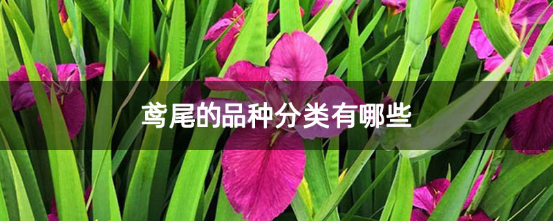 鸢尾的品种分类有哪些