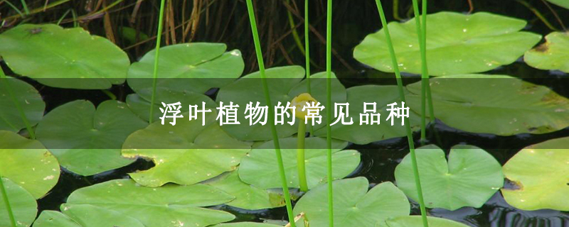 浮叶植物的常见品种