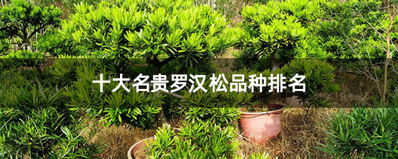 十大名贵罗汉松品种排名