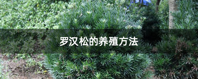 罗汉松的养殖方法
