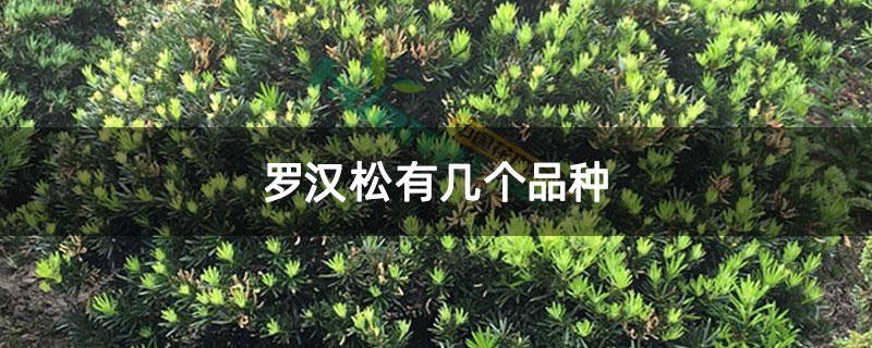 罗汉松有几个品种