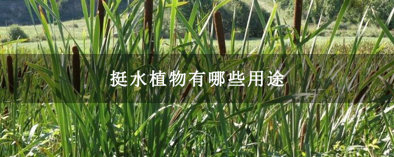 挺水植物有哪些用途