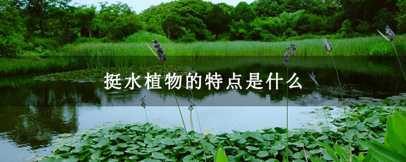挺水植物的特点是什么