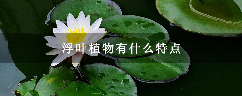 浮叶植物有什么特点