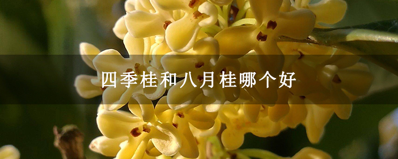 四季桂和八月桂哪个好