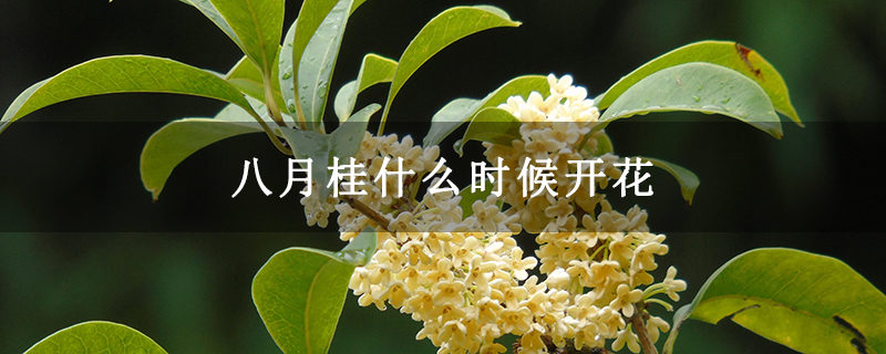 八月桂什么时候开花