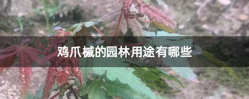 鸡爪槭的园林用途有哪些
