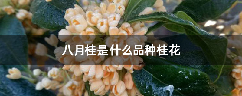 八月桂是什么品种桂花