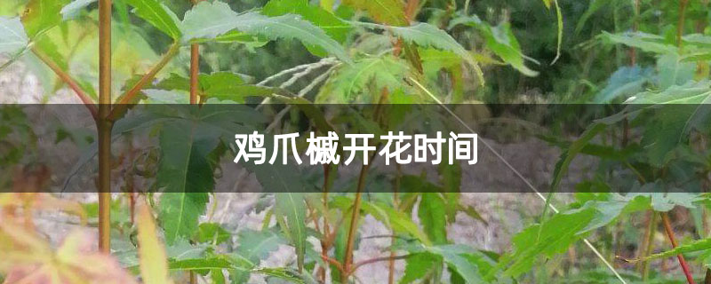 鸡爪槭开花时间