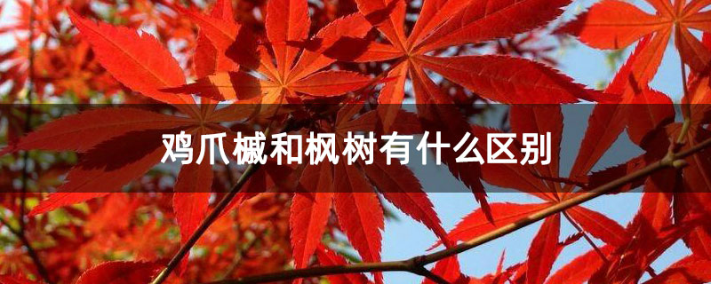 鸡爪槭和枫树有什么区别