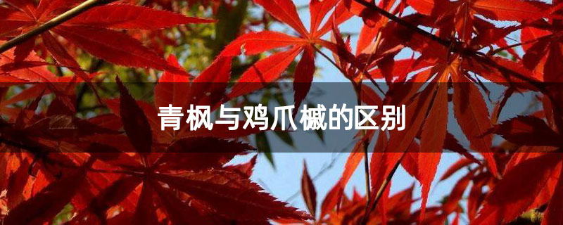 青枫与鸡爪槭的区别