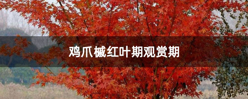 鸡爪槭红叶期观赏期