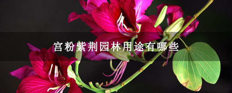 宫粉紫荆园林用途有哪些