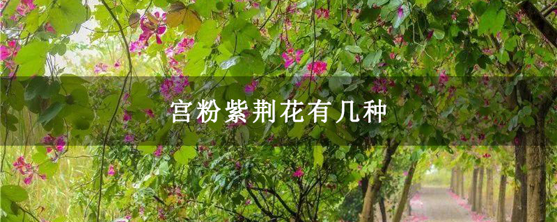 宫粉紫荆花有几种