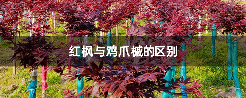 红枫与鸡爪槭的区别