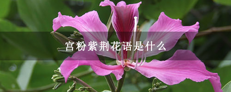 宫粉紫荆花语是什么