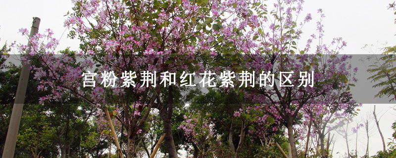 宫粉紫荆和红花紫荆的区别