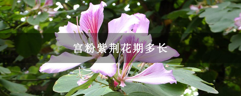 宫粉紫荆花期多长