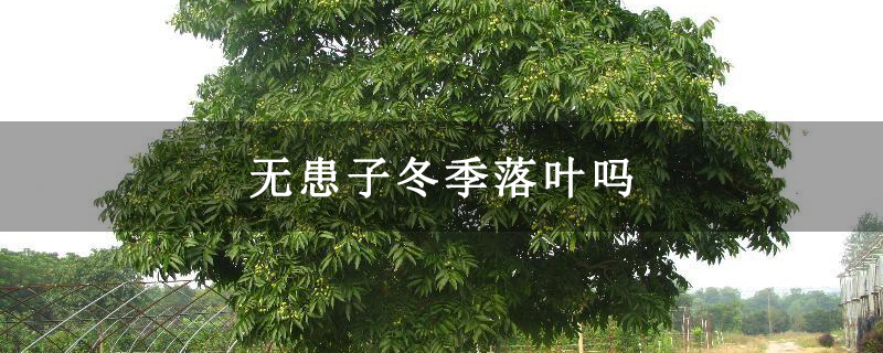 无患子冬季落叶吗
