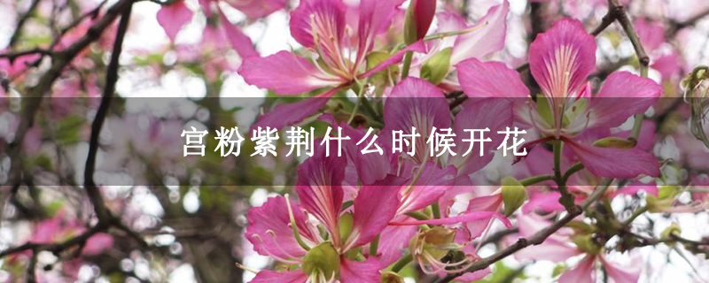 宫粉紫荆什么时候开花