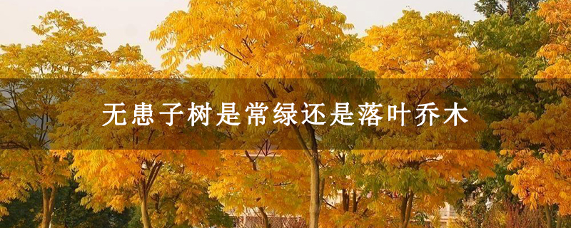 无患子树是常绿还是落叶乔木