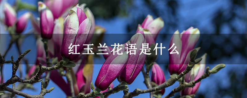 红玉兰花语是什么