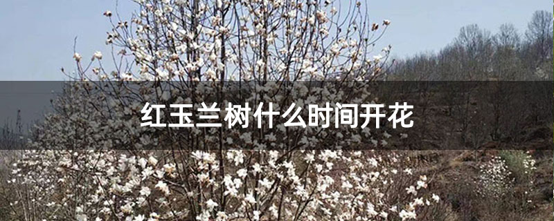 红玉兰树什么时间开花