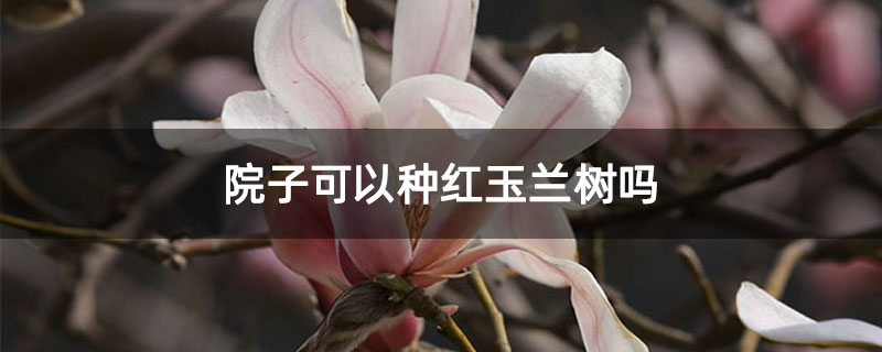 院子可以种红玉兰树吗