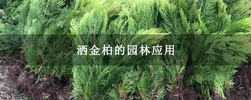 洒金柏的园林应用