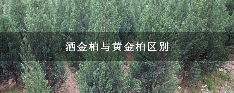 洒金柏与黄金柏区别