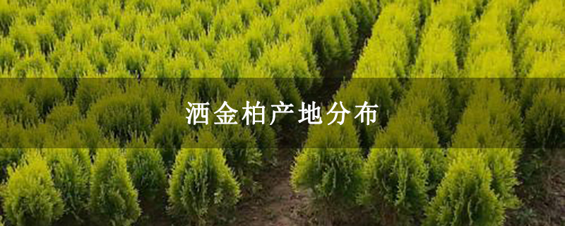 洒金柏产地分布